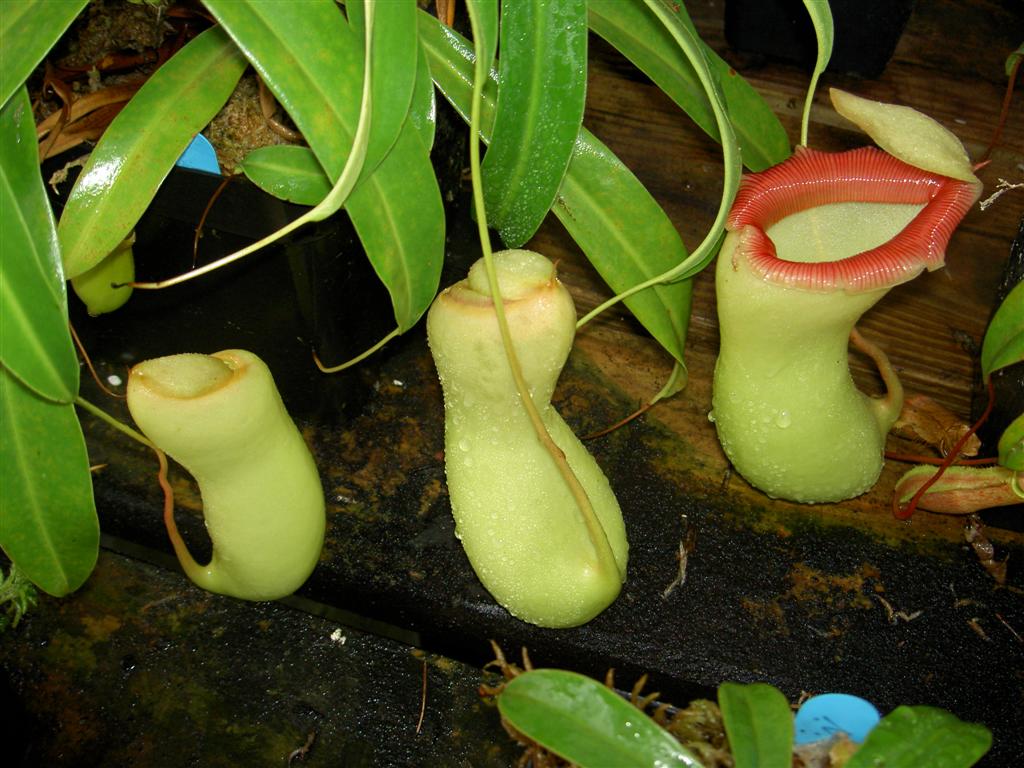 Nepenthes ventricosa 2